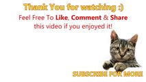 FUNNY VIDEOS_ Funny Cats - Funny Cat Videos - Funny Animals - Cats Playing in Sinks Compilation