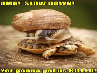 Very Funny Animals 7