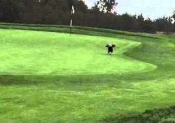 Eagle on Golf Course Steals Ball