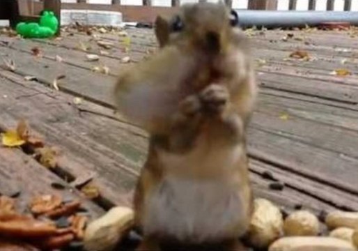 Squirrels Rapidly Gobble Their Favourite Snacks