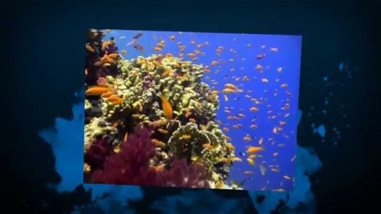 Magic Submitter - All In One SEO Tool