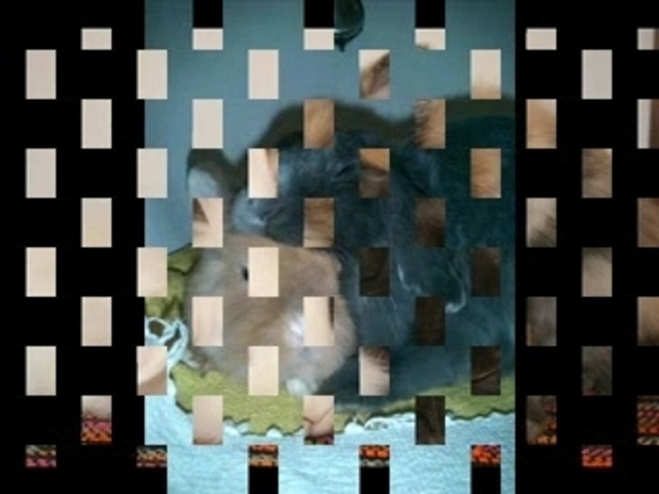 Kaninchen - Nie alleine