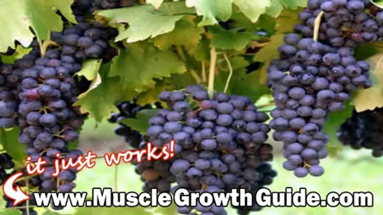 VINCE DELMONTES NO NONSENSE MUSCLE BUILDING PROGRAM REVIEW