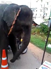 Dunya News - Elephant Awesome Dancing on Music