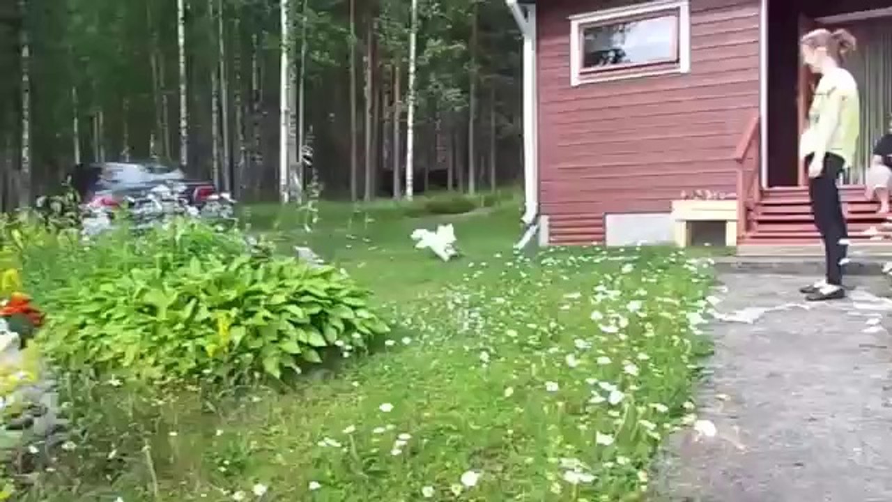 Wild bichon frise playing