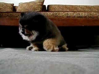 Chien a moitié Endormi