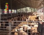 Reggio Calabria - La Polizia sequestra Azienda Agricola Crea (21.10.14)