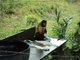 Cute monkey washing his clothes and doing laundry like a human!
