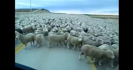 Bu Kadar Kuzuyu Bir Arada Görmedim..