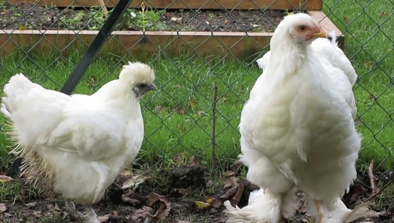 Gannes : les poules mangent les restes de la cantine scolaire