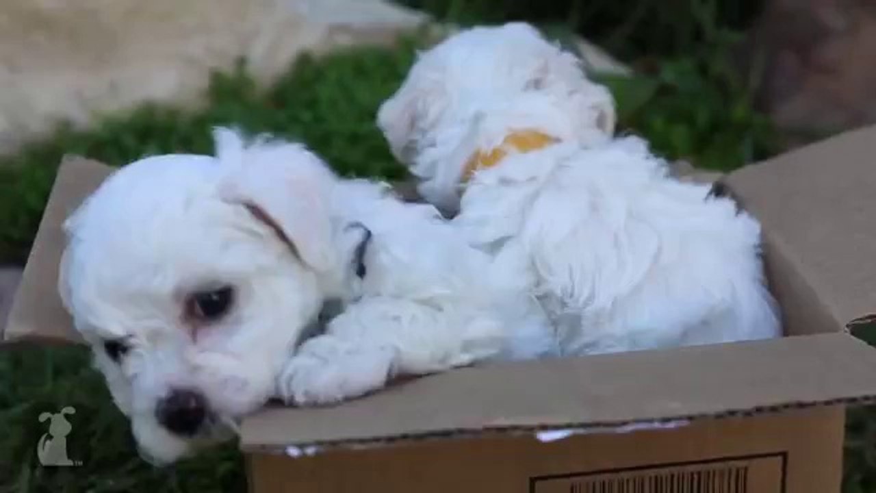Bichon Frise Puppies In A Box