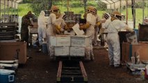 Des Abeilles et des Hommes [Documentaire - 2013]