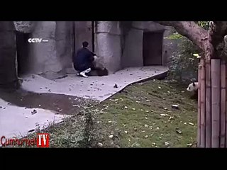Sevimli pandalar bakıcıyı bezdirdi