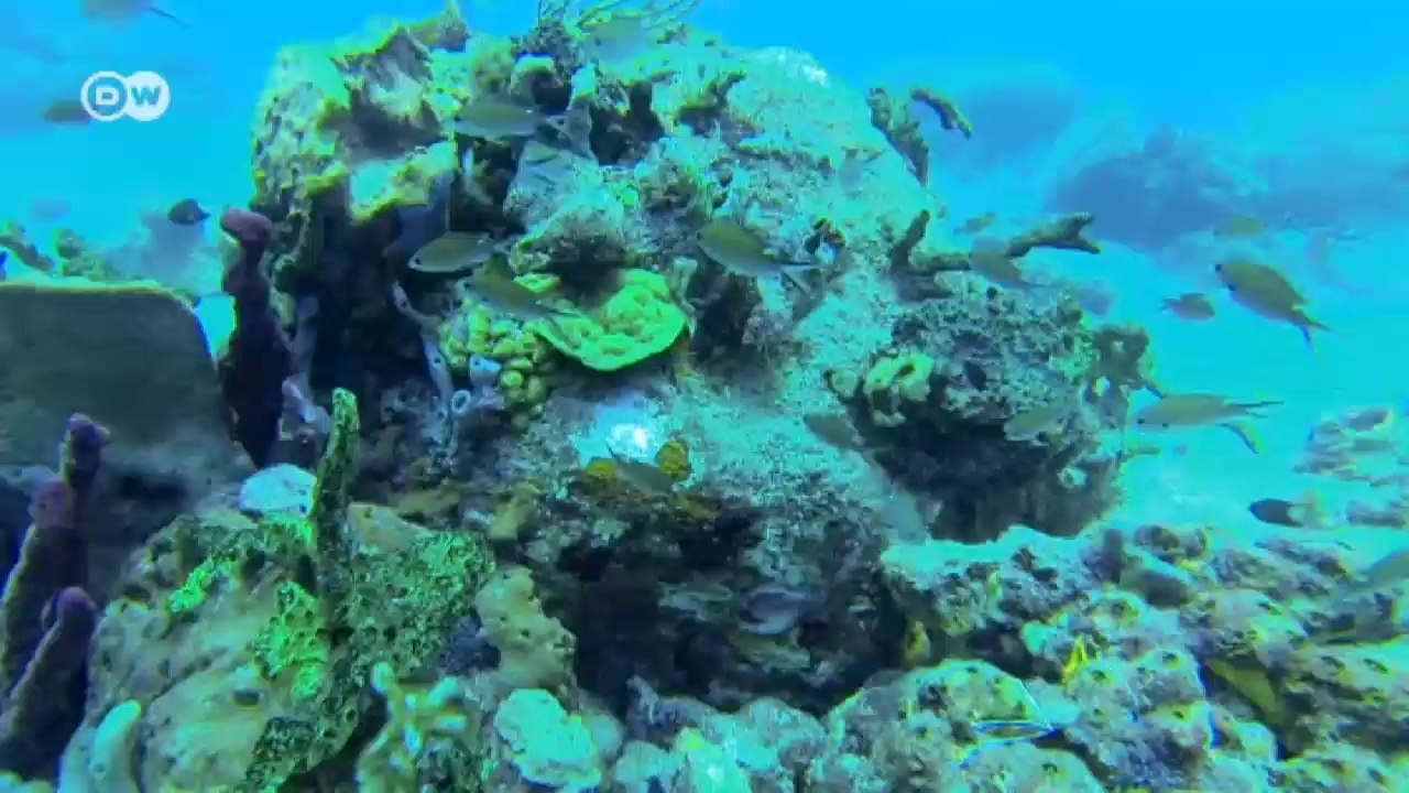 Tackling marine pollution on land | Global Ideas