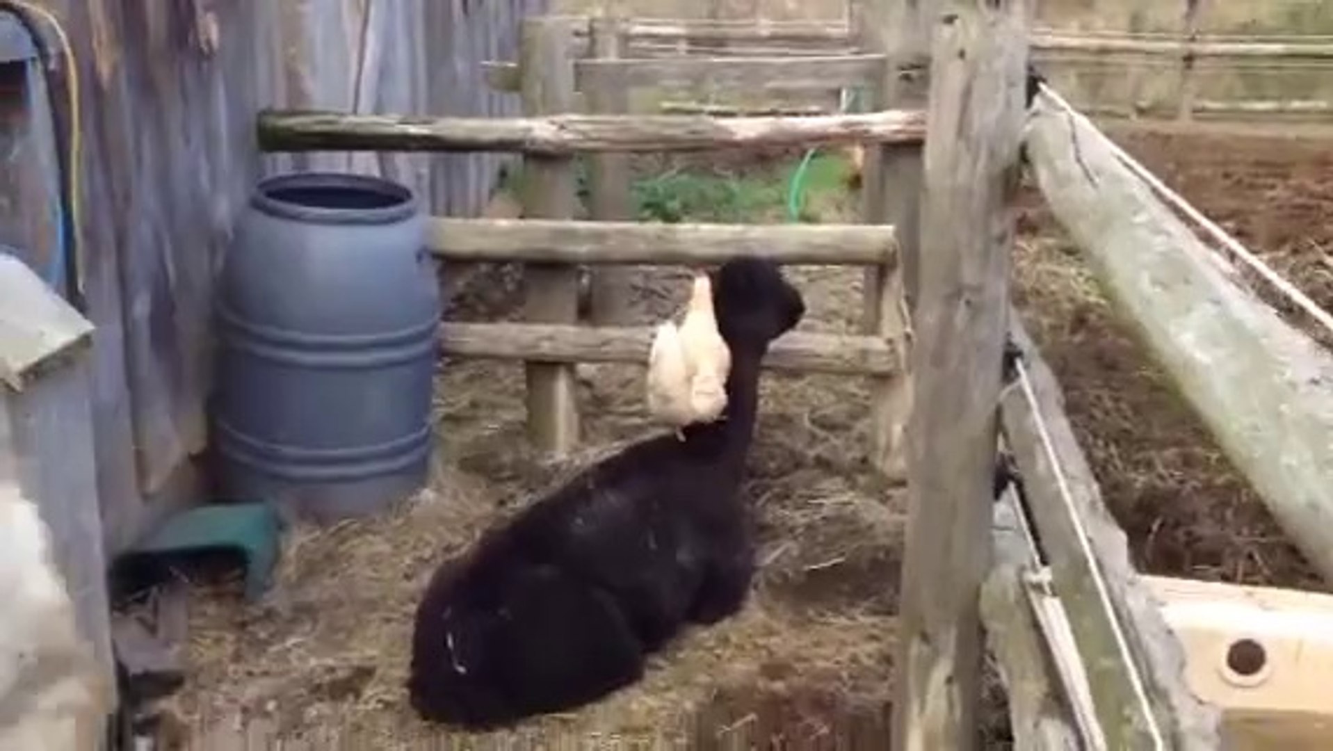 ⁣Chicken Grooming Alpaca