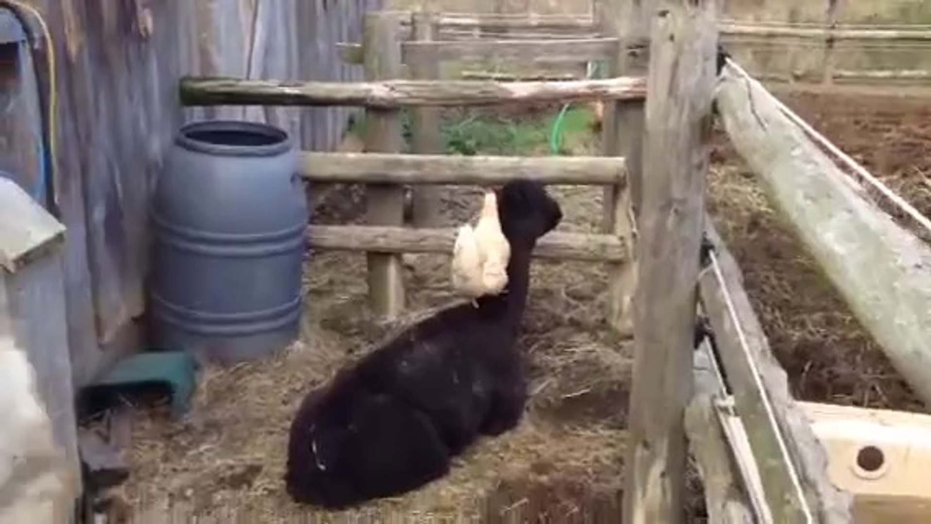⁣Chicken Grooming Alpaca
