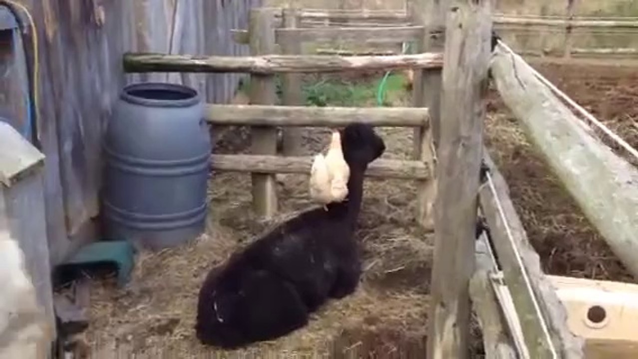 Chicken Grooming Alpaca
