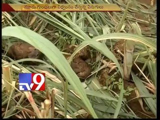 Elephants from Tamil Nadu enter Kuppam, destroy crops - Tv9