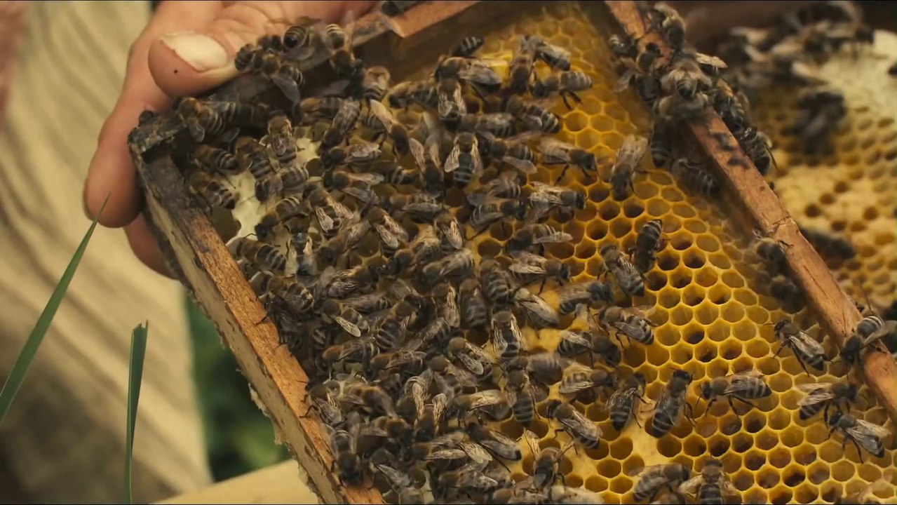 Des Abeilles et des Hommes - Le Documentaire [Extrait]