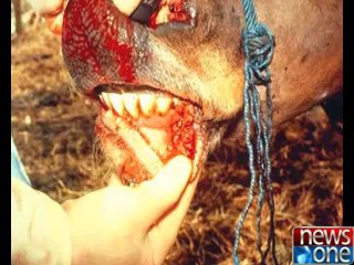 Khula Such - Qurbani aur Hifzan-e-Sehat