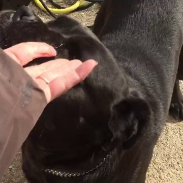 Chienne cane corso vénère