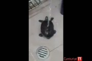 Su Altında Dans Eden Kaplumbağa