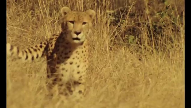 LA FÊTE SAUVAGE Bande Annonce
