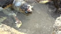 Mersin'de Ölü Caretta Caretta Sahile Vurdu