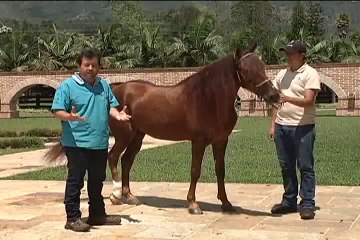 20 octubre 2014 Reproducción en Equinos web