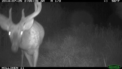 Big 8 on Trail Camera