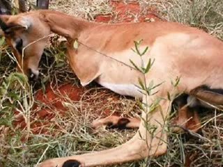 Save The Environment G-10 video wwf pakistan bahria uni