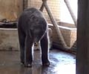 İzmir'in yeni filinin adı "Deniz" oldu