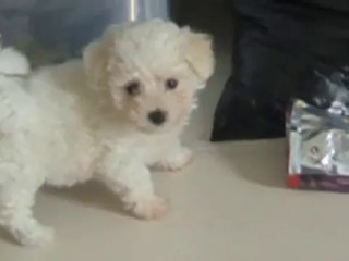 Polly Pocket - Cute Bichon Frise Puppy!