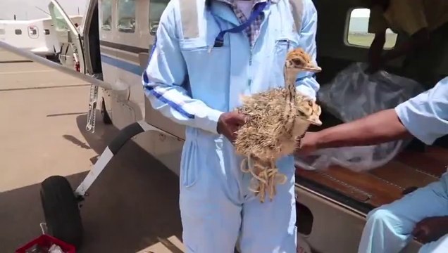 Autruchons qui réconfortent un éléphanteau blessé