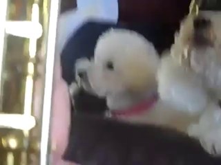 Bichon frise singing with Saxophone, funny, adorable