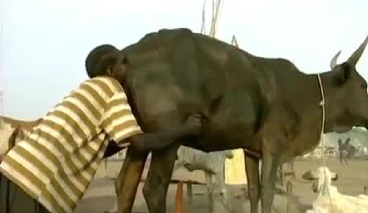 Souffler dans le cul dune vache pour avoir du lait