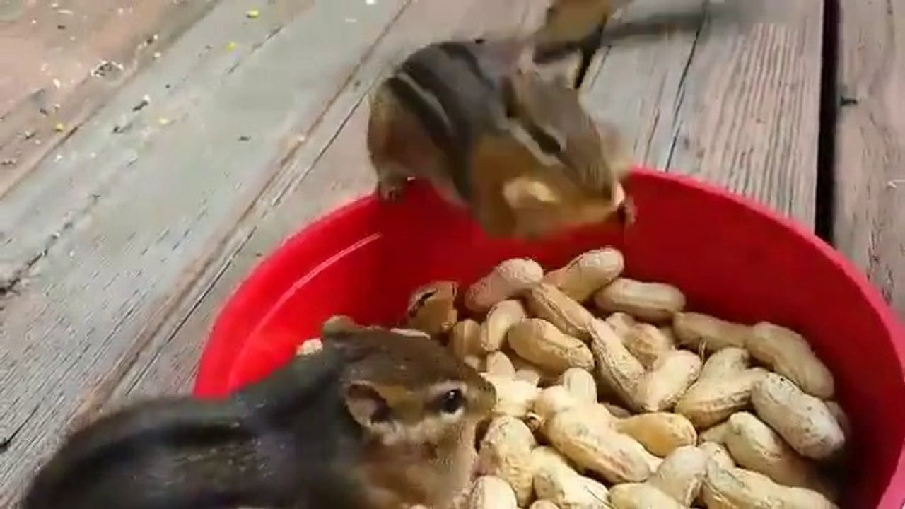 Cute Squirrel