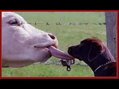 Chanson SI J' ETAIS UN HOMME