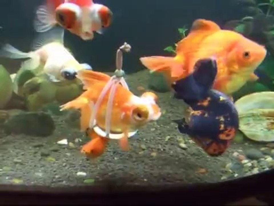 Tekerlekli Sandalye ile Yüzen Engelli Japon Balığı