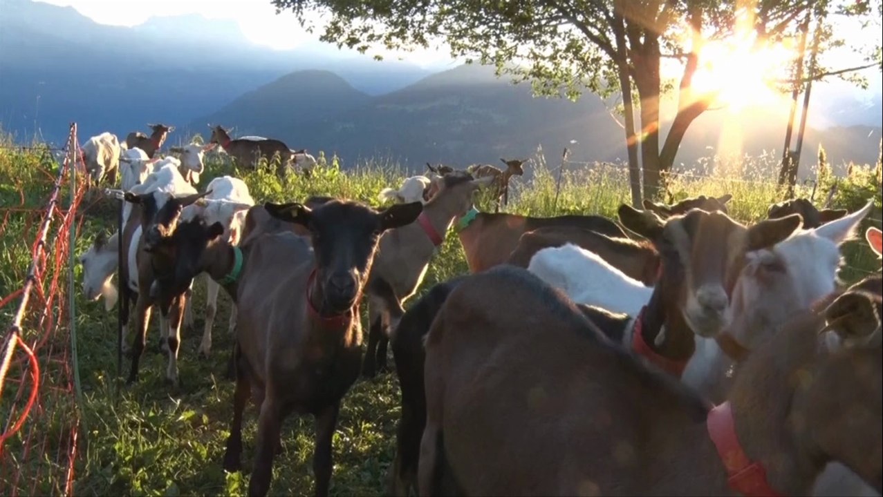 Mesalpes - Produits et savoir-faire