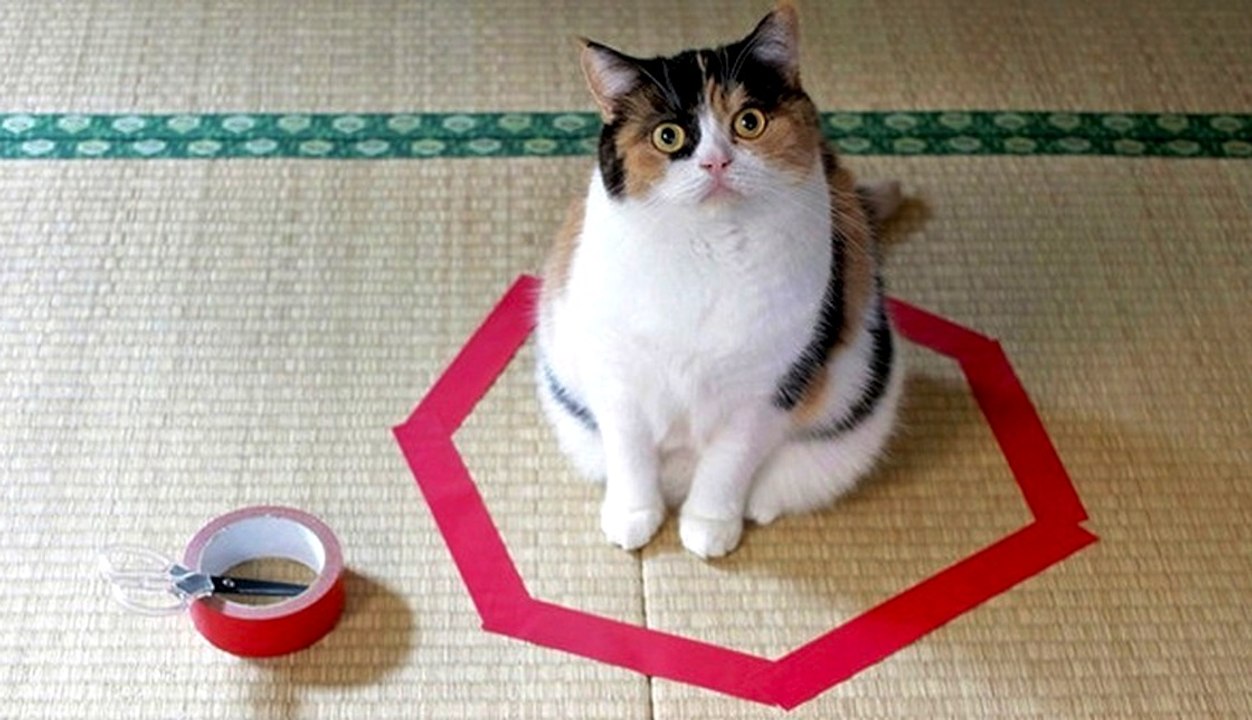 Cats Can't Resist Sitting In Circles | What's Trending Now