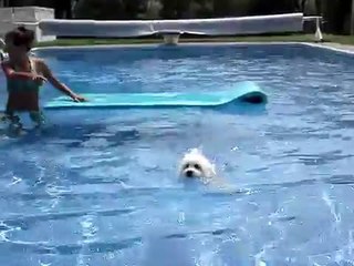 Chloe, a Bichon Frise from France, takes a swim.