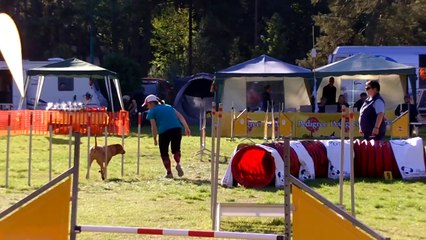 Agility Kamenny Mlyn Kiara 01