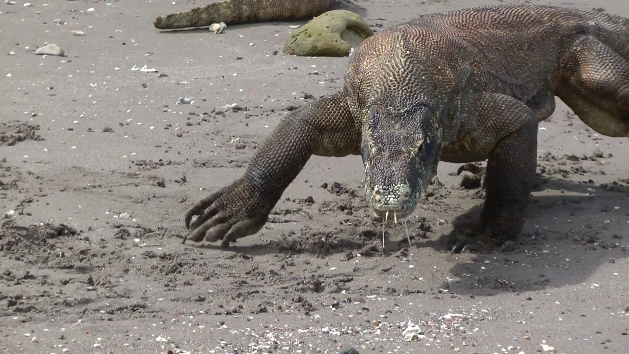 Dragons de Komodo