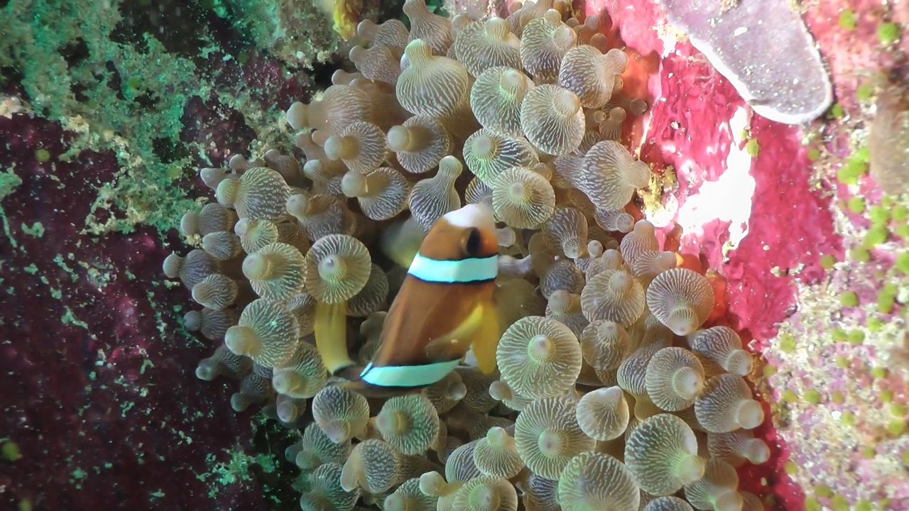 Komodo Yellow Wall 2013