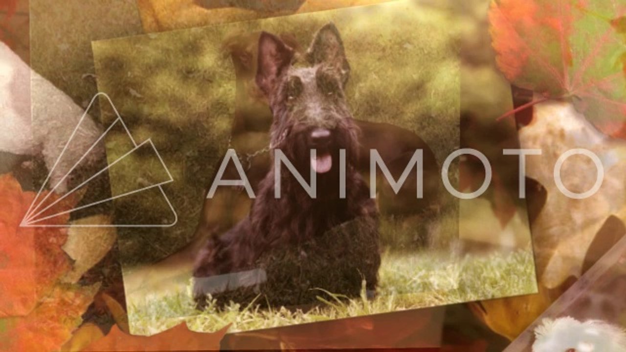 Top Watchdog Breeds