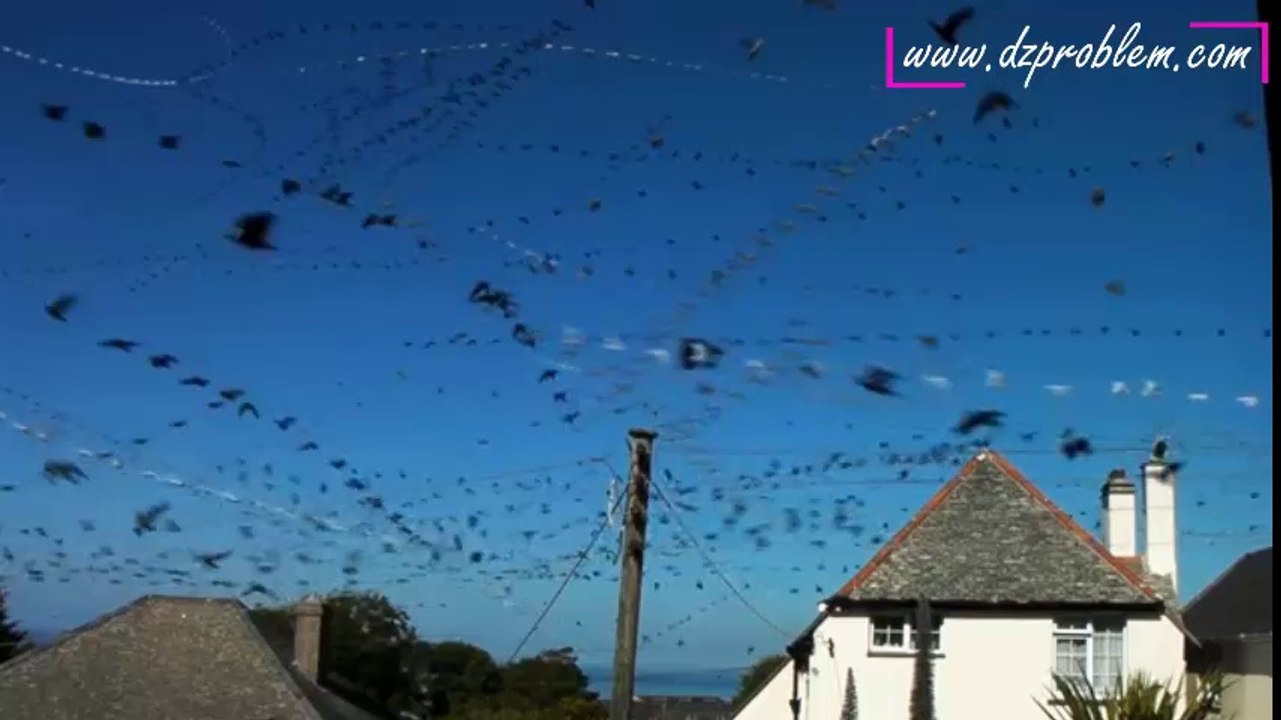 Une heure de vol d'oiseaux