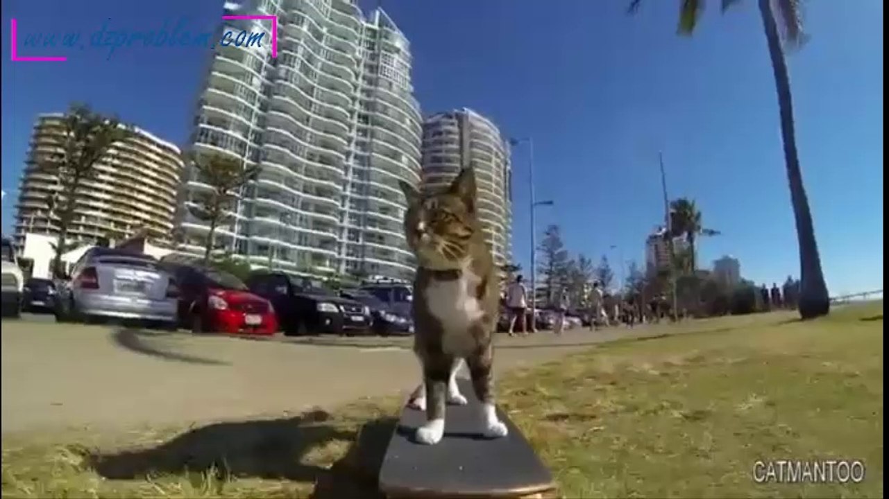 Chat qui fait du skateboard