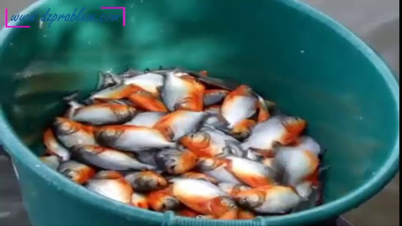 Comment pêcher des piranhas