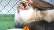 Sloth enjoys eating his carrots